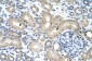 RBM38 antibody - N-terminal region